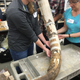 A partially reassembled mastodon tusk extracted from the site. The curvature is typical for an upper tusk from the left side. (Image: DC Fisher, Univ. Michigan Museum of Paleontology)